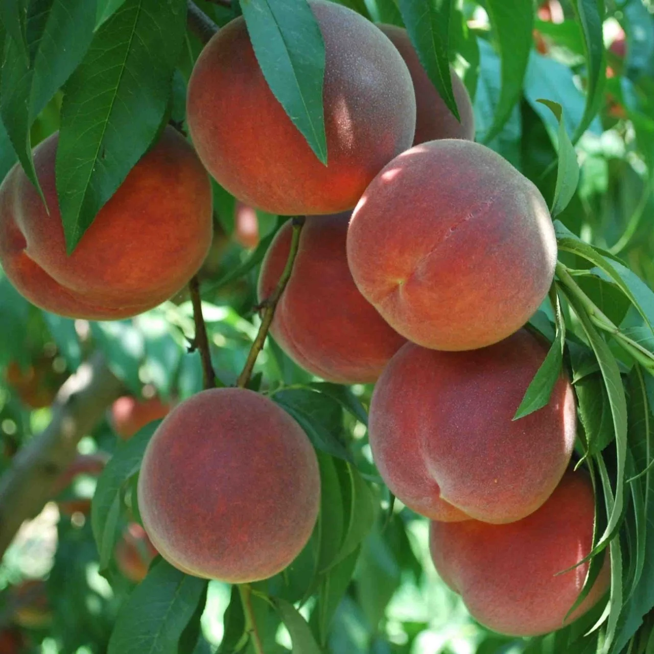 ELEGANT LADY ŞEFTALİ FİDANI